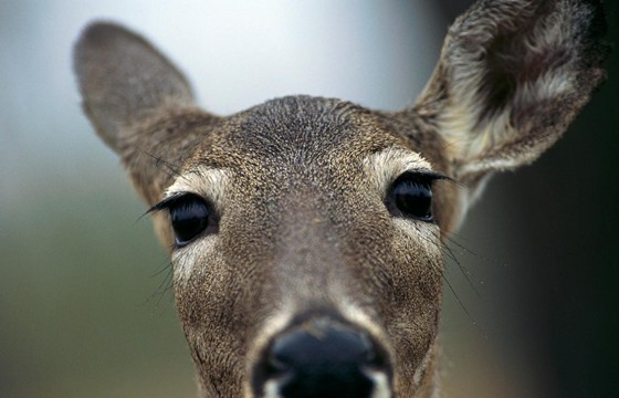 Productivity: Standard2-8: BCS-Ca1-2,BCS-CA1-3,CA1-4,BCS-CA1-Ca1-5,BCS-Ca1-6